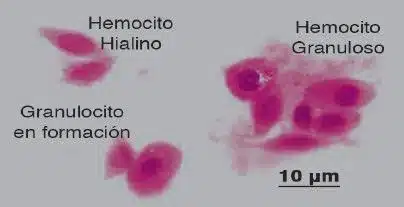 Los hemocitos, células de defensa del camarón marino.